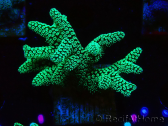 WYSIWYG Seriatopora caliendrum Electric Green 1L6