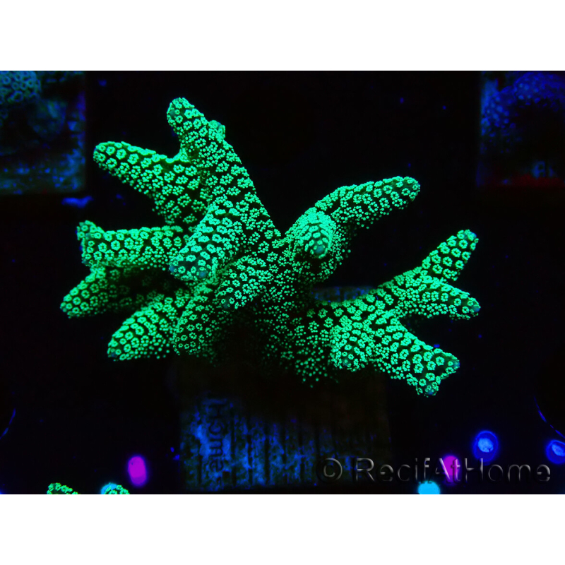 WYSIWYG Seriatopora caliendrum Electric Green 1L6