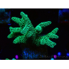 WYSIWYG Seriatopora caliendrum Electric Green 1L6