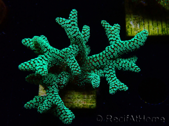 WYSIWYG Seriatopora caliendrum Electric Green 1L1