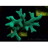 WYSIWYG Seriatopora caliendrum Verde Eléctrico 1L1