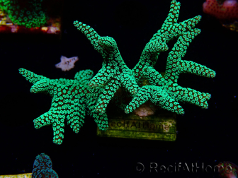 WYSIWYG Seriatopora caliendrum Electric Green 1L3