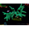WYSIWYG Seriatopora caliendrum Electric Green 1L3