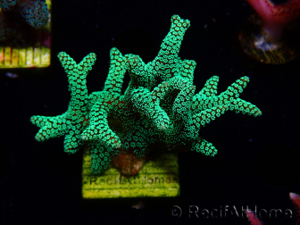 WYSIWYG Seriatopora caliendrum Electric Green 1L4