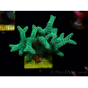 WYSIWYG Seriatopora caliendrum Electric Green 1L4