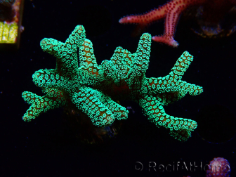 WYSIWYG Seriatopora caliendrum Electric Green 1L5