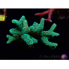 WYSIWYG Seriatopora caliendrum Electric Green 1L5
