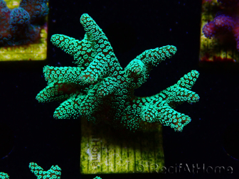WYSIWYG Seriatopora caliendrum Electric Green 1L6