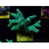 WYSIWYG Seriatopora caliendrum Electric Green 1L6