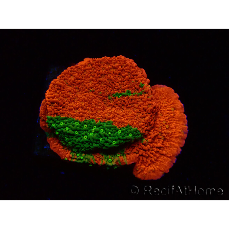 WYSIWYG WWC Sunfire GRAFTED Montipora plateau D3