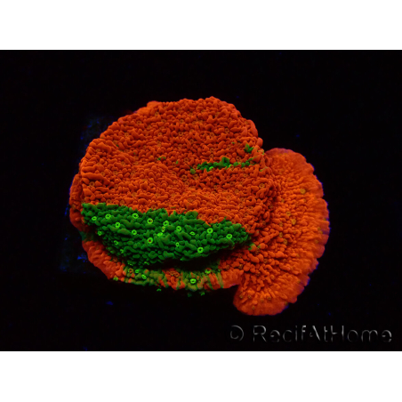 WYSIWYG WWC Sunfire GRAFTED Montipora plateau D3