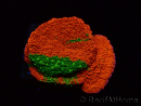 WYSIWYG WWC Sunfire GRAFTED Montipora plateau D3