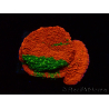 WYSIWYG WWC Sunfire GRAFTED Montipora plateau D3