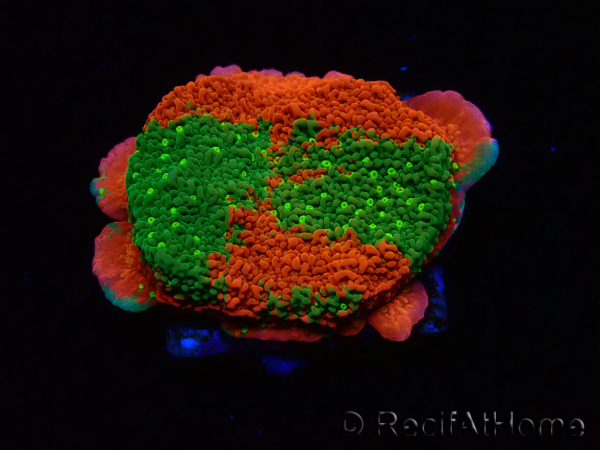 WYSIWYG WWC Sunfire GRAFTED Montipora plateau D4 