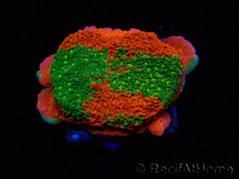 WYSIWYG WWC Sunfire GRAFTED Montipora plateau D4