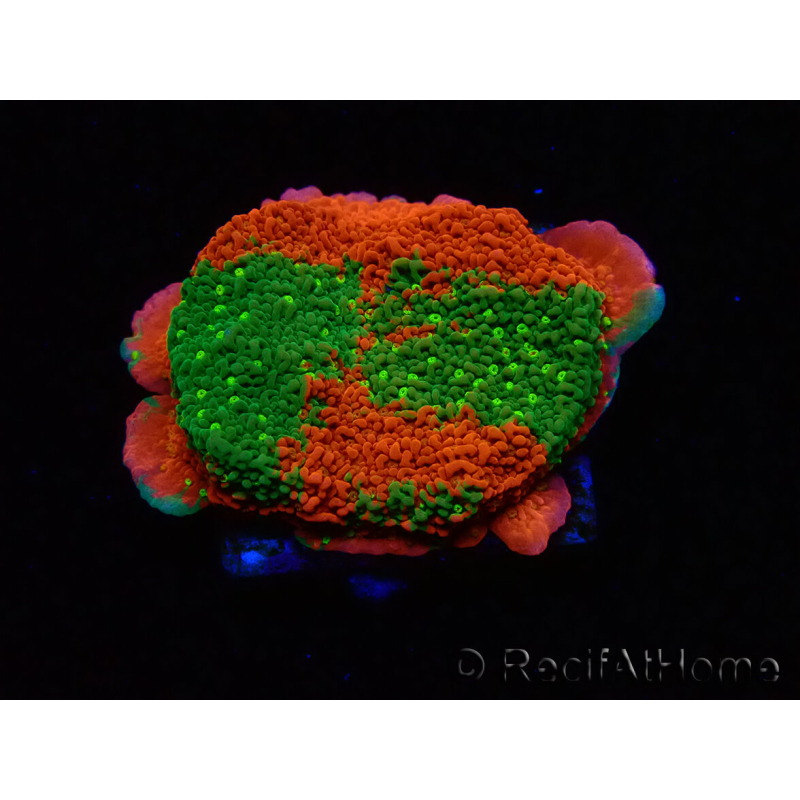 WYSIWYG WWC Sunfire GRAFTED Montipora plateau D4 