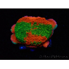 WYSIWYG WWC Sunfire GRAFTED Montipora plateau D4 