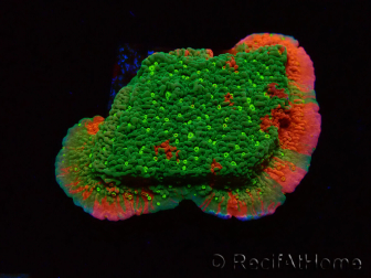 WYSIWYG WWC Sunfire GEPFROPFT Montipora-Platte D6