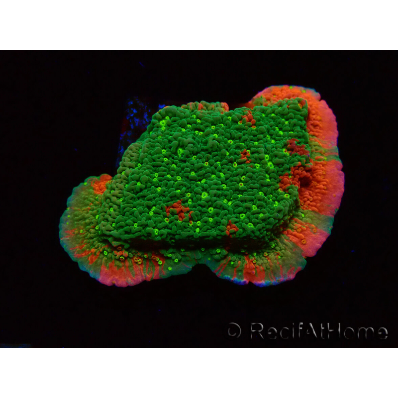 WYSIWYG WWC Sunfire GRAFTED Montipora meseta D6