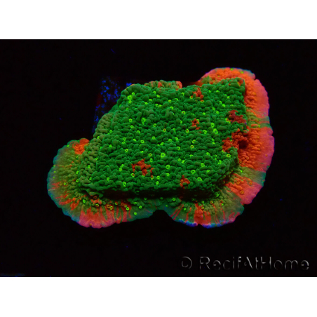 WYSIWYG WWC Sunfire GEPFROPFT Montipora-Platte D6