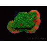 WYSIWYG WWC Sunfire GRAFTED Montipora meseta D6