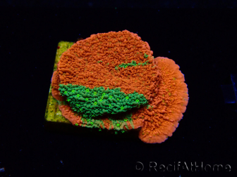 WYSIWYG WWC Sunfire GRAFTED Montipora plateau D3