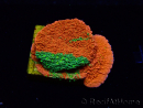 WYSIWYG WWC Sunfire GRAFTED Montipora plateau D3