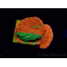 WYSIWYG WWC Sunfire GRAFTED Montipora plateau D3