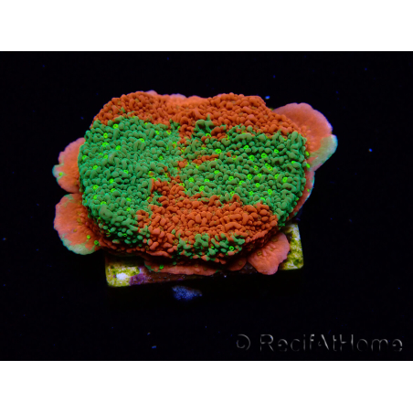 WYSIWYG WWC Sunfire GRAFTED Montipora plateau D4