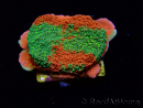 WYSIWYG WWC Sunfire GRAFTED Montipora plateau D4 