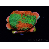 WYSIWYG WWC Sunfire GRAFTED Montipora plateau D4 