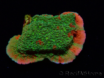 WYSIWYG WWC Sunfire GRAFTED Montipora plateau D6