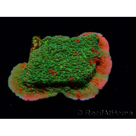 WYSIWYG WWC Sunfire GEPFROPFT Montipora-Platte D6