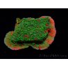 WYSIWYG WWC Sunfire GRAFTED Montipora meseta D6