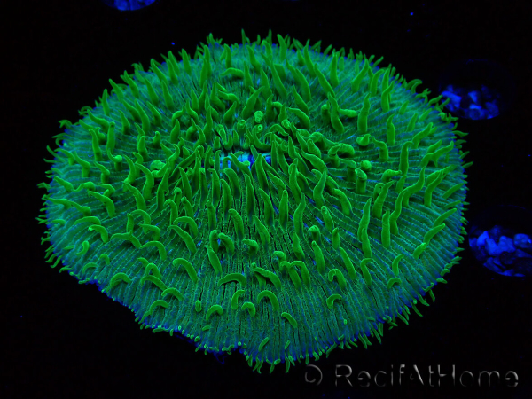 WYSIWYG - RAH Lobactis scutaria Blue/Green Tentacles élevage RAH 6 (6 cm)