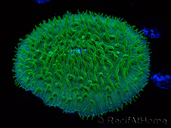 WYSIWYG - RAH Lobactis scutaria Blue/Green Tentacles élevage RAH 6 (6 cm)