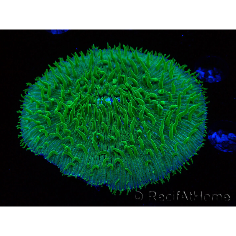 WYSIWYG - RAH Lobactis scutaria Blue/Green Tentacles élevage RAH 6 (6 cm)