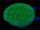 WYSIWYG - RAH Lobactis scutaria Blue/Green Tentacles élevage RAH 6 (6 cm)