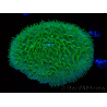 WYSIWYG - RAH Lobactis scutaria Blue/Green Tentacles élevage RAH 6 (6 cm)