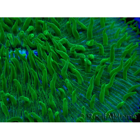 WYSIWYG - RAH Lobactis scutaria Blue/Green Tentacles élevage RAH 6 (6 cm)