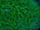 WYSIWYG - RAH Lobactis scutaria Blue/Green Tentacles élevage RAH 6 (6 cm)