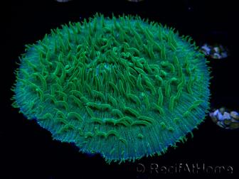 WYSIWYG - RAH Lobactis scutaria Blue/Green Tentacles élevage RAH 6 (6 cm)