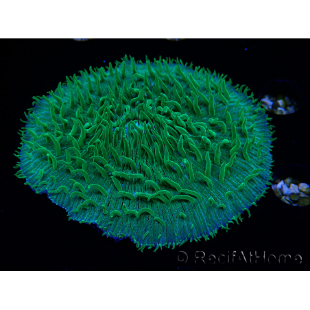 WYSIWYG - RAH Lobactis scutaria Blue/Green Tentacles élevage RAH 6 (6 cm)
