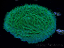 WYSIWYG - RAH Lobactis scutaria Blue/Green Tentacles élevage RAH 6 (6 cm)
