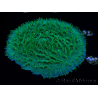 WYSIWYG - RAH Lobactis scutaria Blue/Green Tentacles élevage RAH 6 (6 cm)
