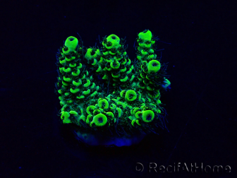 WYSIWYG Acropora 15E11 Mariculture acclimaté led