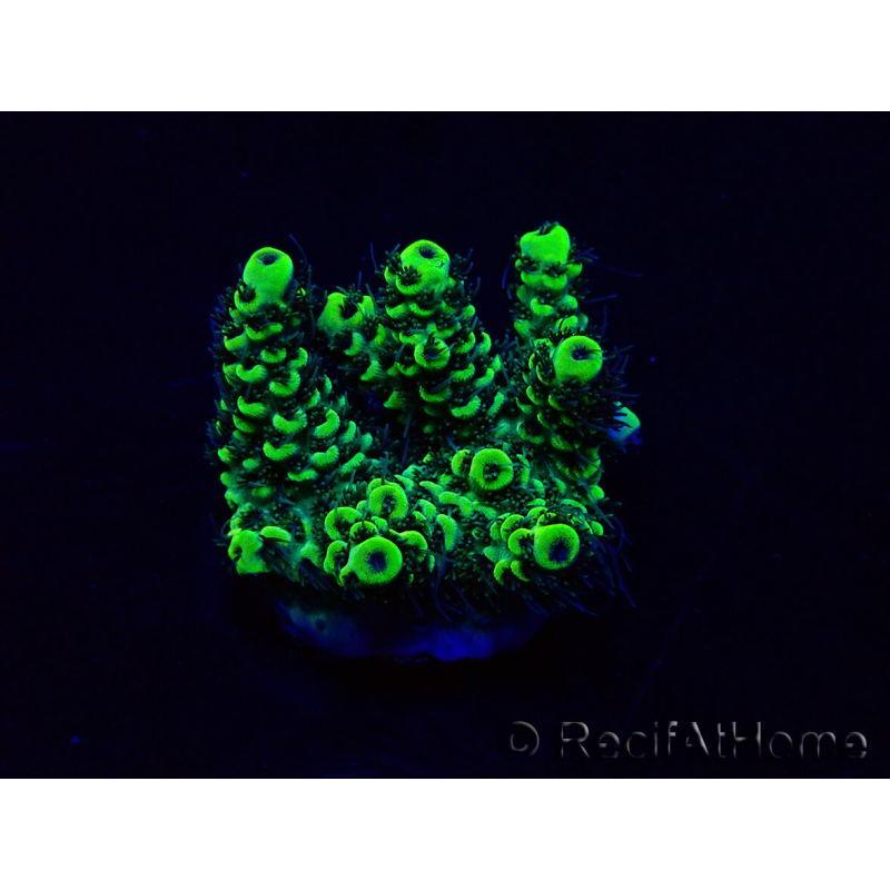 WYSIWYG Acropora 15E11 Mariculture acclimaté led