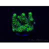 WYSIWYG Acropora 15E11 Mariculture acclimaté led