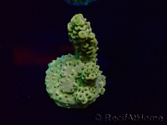 WYSIWYG Acropora 15A2 Australie acclimaté led