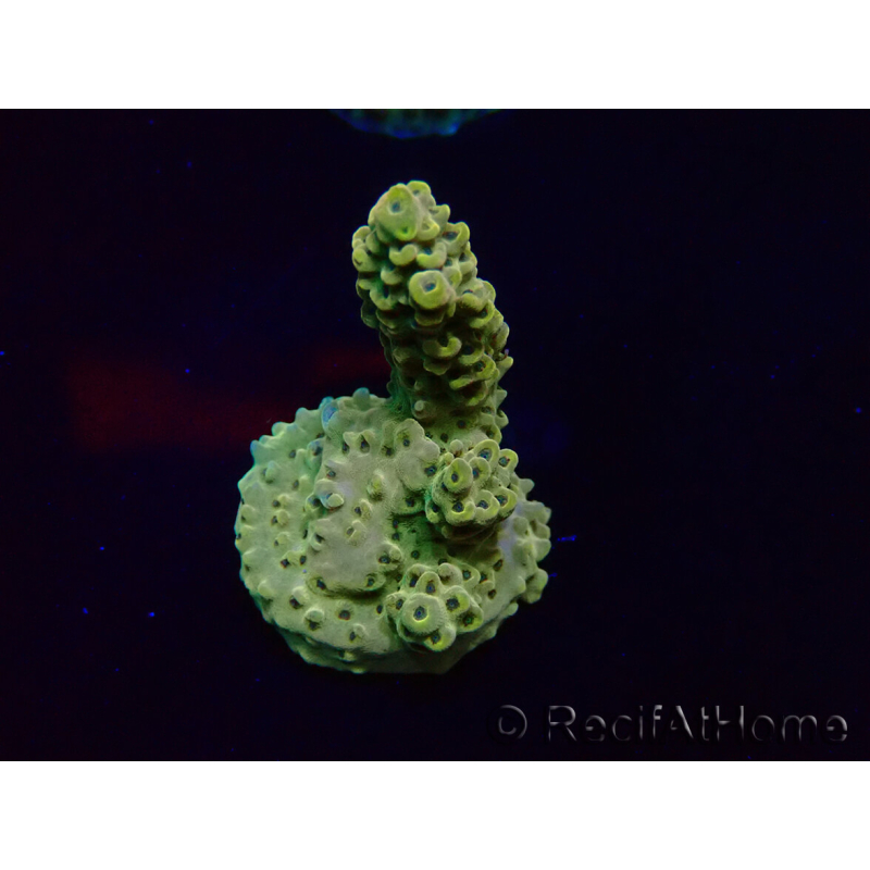 WYSIWYG Acropora15A2 Australie acclimaté led